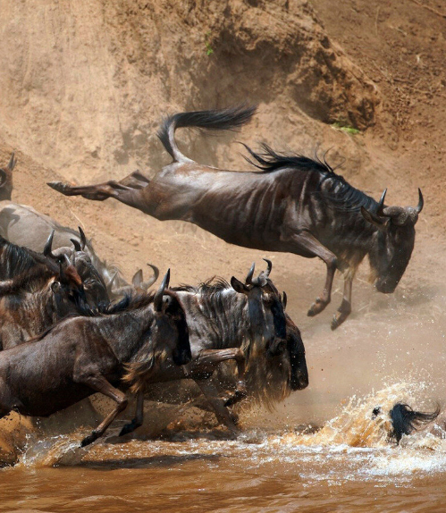 Wildebeest River crossing (North Serengeti)